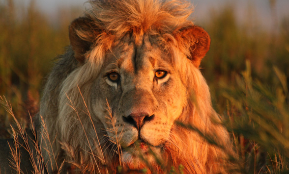 male lion stares directly into the camera.