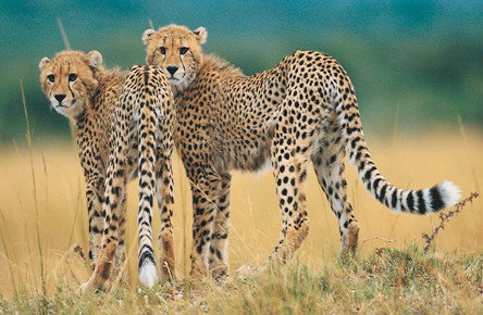 Two cheetah males on the prowl in the savannah.