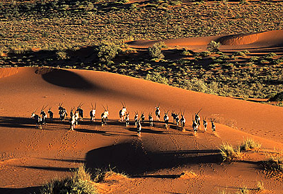 Safari in Etosha National Park