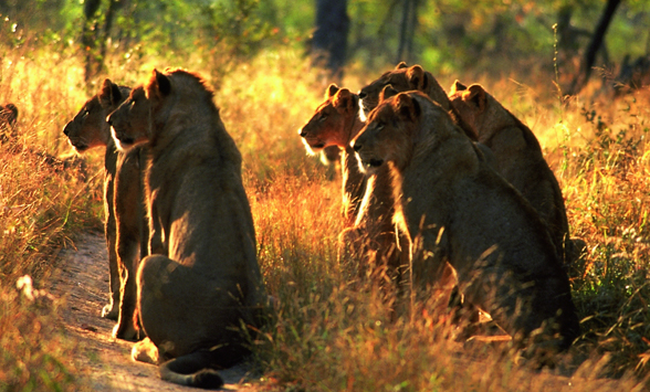 Safari holidays in South Africa