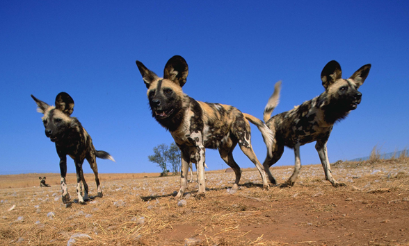 Safari holidays to Madikwe, South Africa