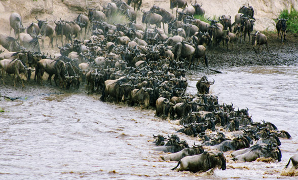 Wildebeest crossing the mara river as part of the great migration.