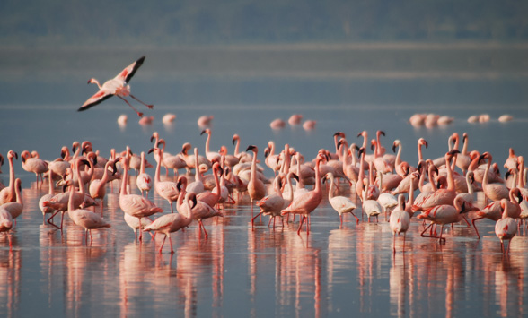 Flamingoes gathered in the lake in Kenya