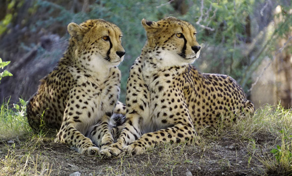 Two cheetah males sitting in the bushes.