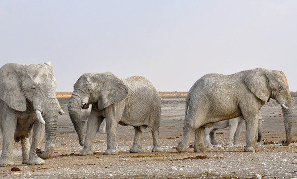 Top safari lodges in Namibia.