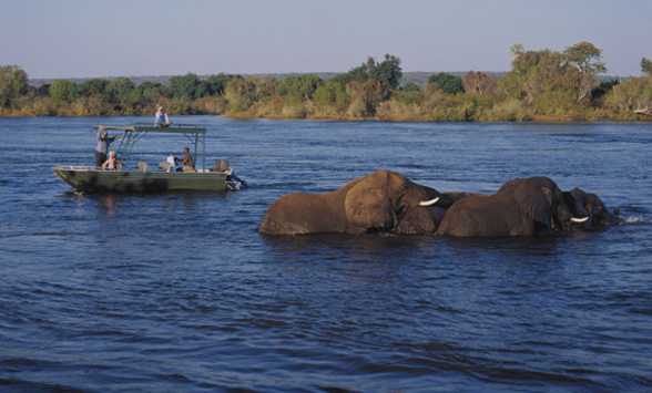 elephants in the Zambezi River