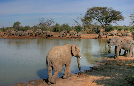 Safari holidays in Botswana