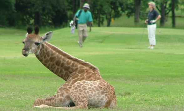 baby giraffe resting on the fairway as a golfer and caddy walk past.