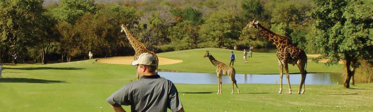 Golfer waiting for giraffes to clear the fairway at Hans Merensky Golf Club