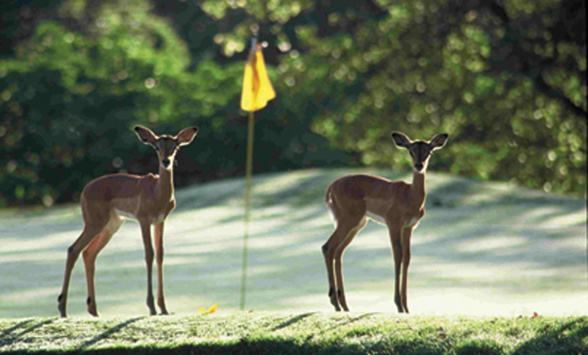 Impala fawns standing on the green at Hans Merensky with a yellow flag stick.