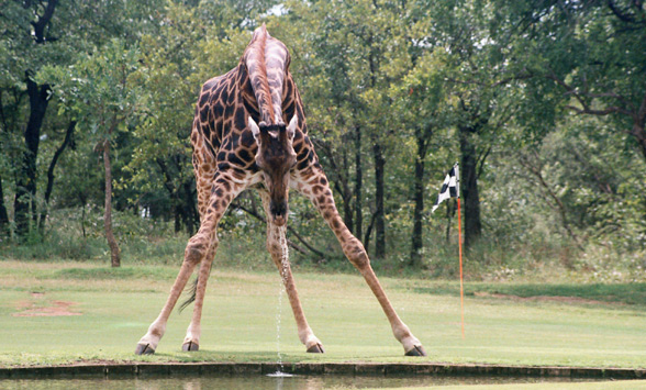 Giraffe drinking infant of golf green at Hans Merensky.