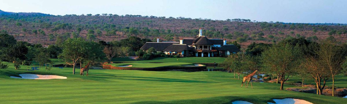 Giraffes browse the acacia trees on the fairway in front of the Leopard Creek clubhouse.