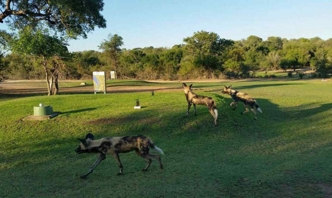 Africa wild dogs running across the tee box of Skukuza Golf Course.