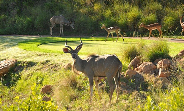 Kudu male and impala walking across tee box at Elements Golf Club.