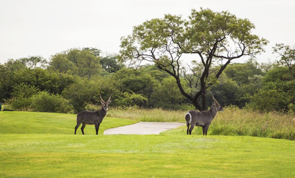 Waterbuck on the fairway at Euphoria Golf Club.