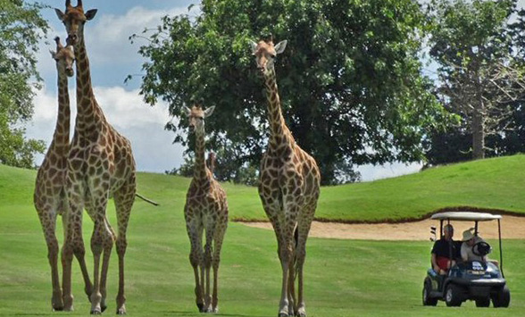 Giraffe family walking past a golf cart on the fairway at Zebula.