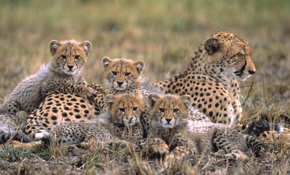 Cheetah mother with four cubs