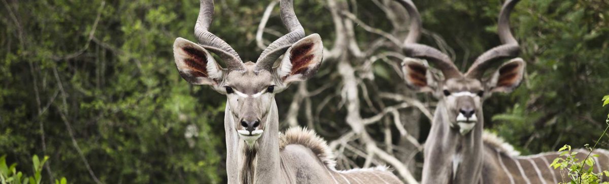 Buhala Lodge in the Kruger National Park.