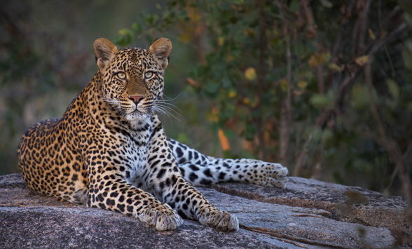 Top safari lodges in the Kruger, South Africa.