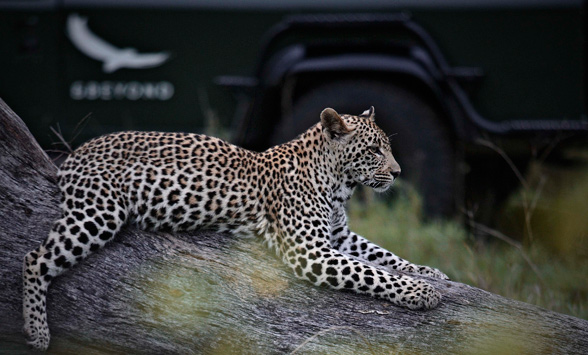 Safari and golf holidays in South Africa.