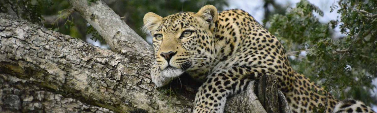 Top safari lodges in South Africa for leopard sightings