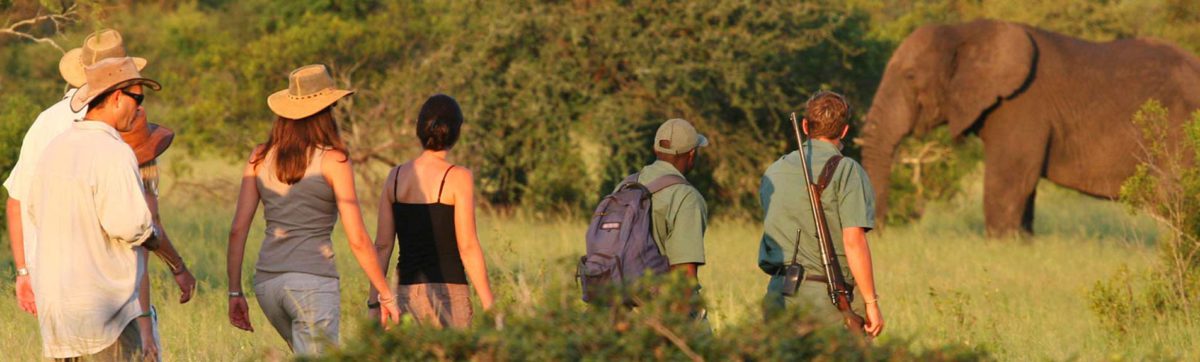 Walking safaris in the Kruger National park.