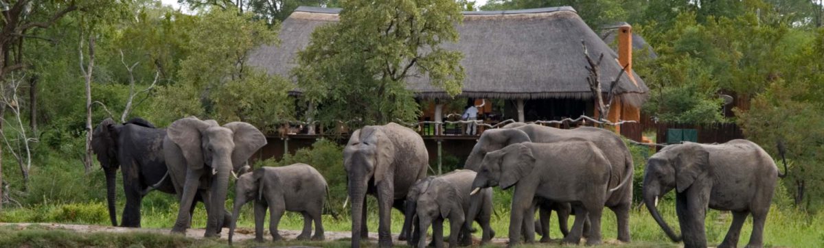 Top safari lodges in the sabi sands private game reserve.