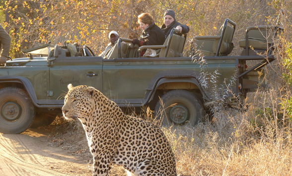 leopard at Thornybush with game drive vehicle and guest watching.