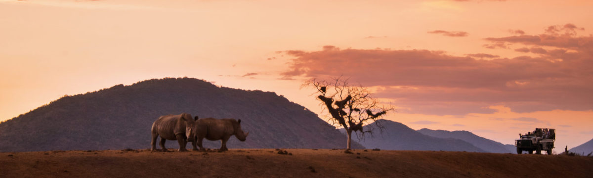 Sunset and two rhinos with a safari game drive vehicle.