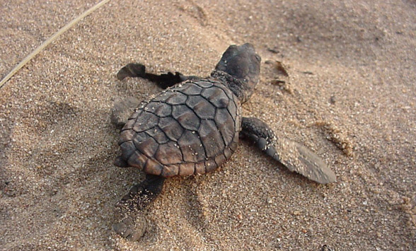 Baby turtle hatchling making its way across the sand.