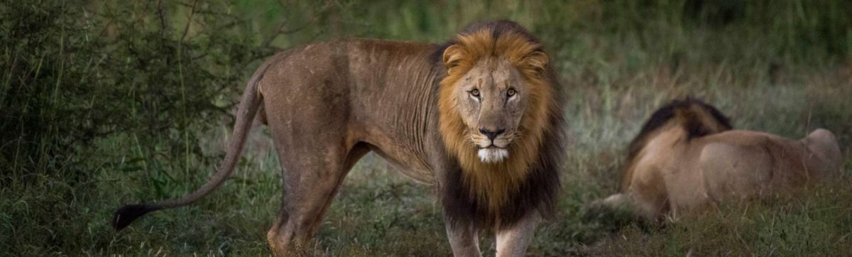 two male lions lying in the grass at Madikwe Reserve