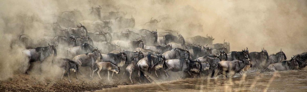 Wildebeest herds trying to cross the Mara River as the crocodiles lie in wait.