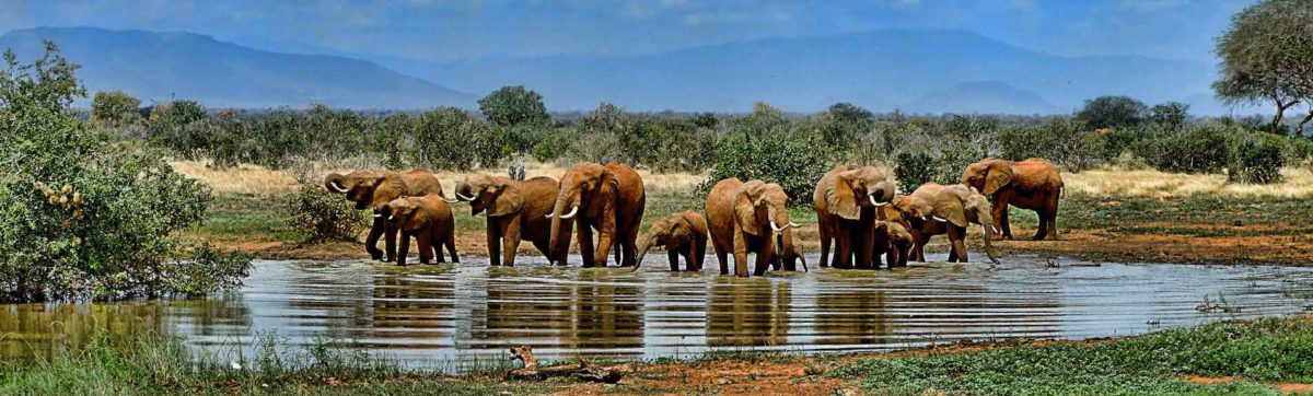 Herd of elephant drinking and bathing in lake in Africa.