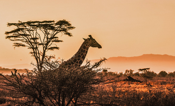 giraffe silhouetted against the orange sky.