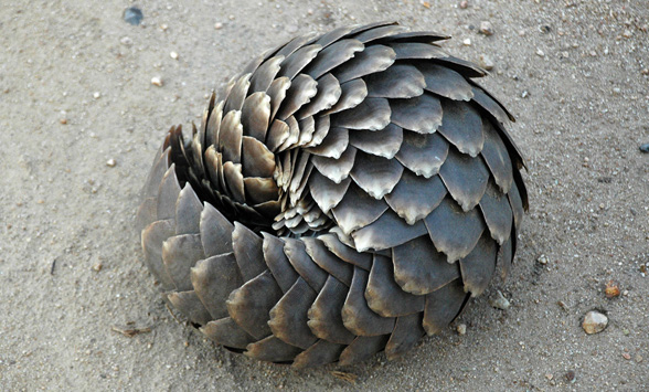 Pangolin curled up defensively in the sand.