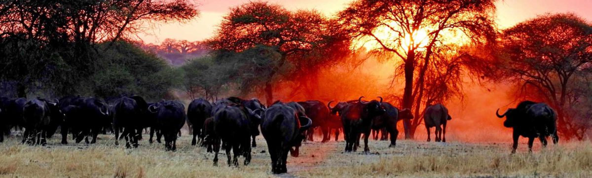 buffalo herd walking through the bush veld at dusk.