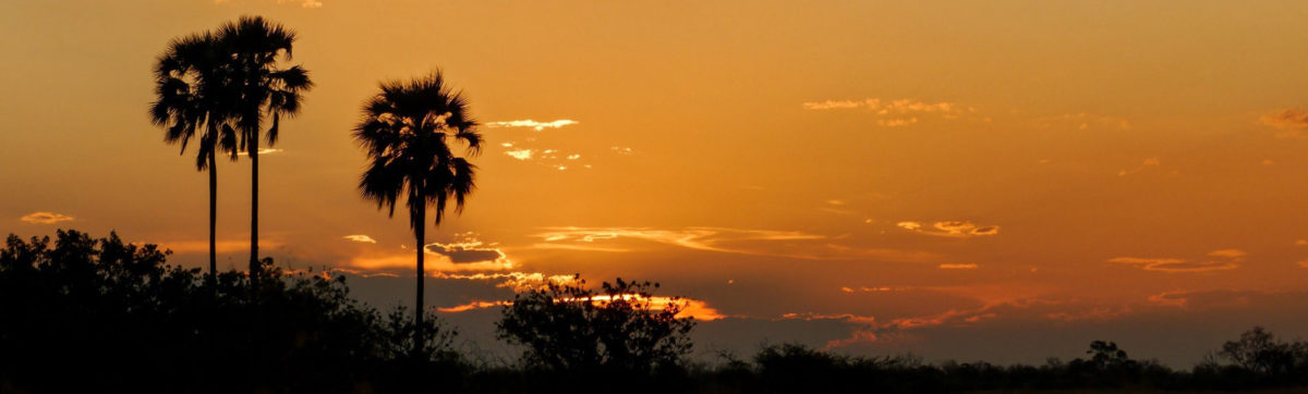 Orange skies and Ilala Palms silhouette against an orange sky in the Okavango Delta.