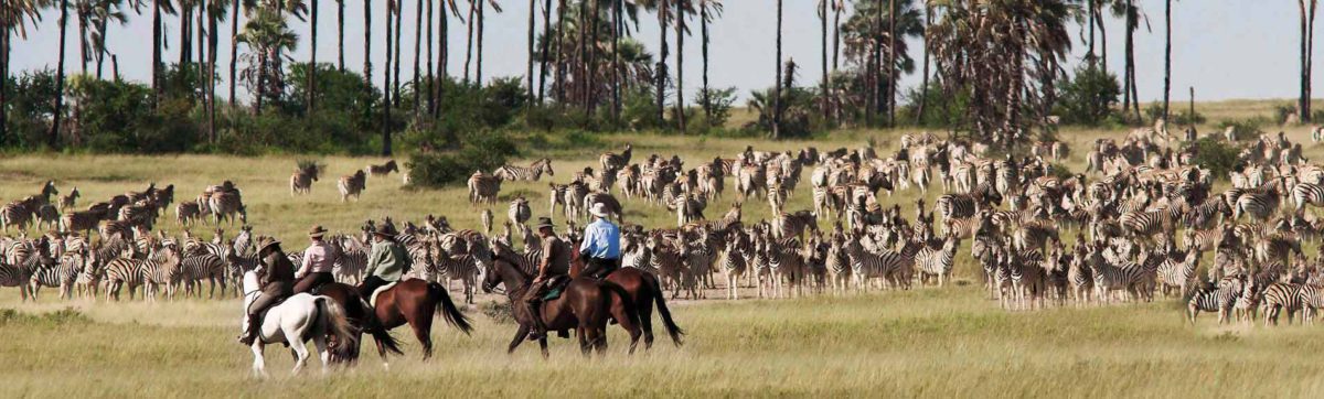 Riding across the plains in the Kalahari following the zebra migration.