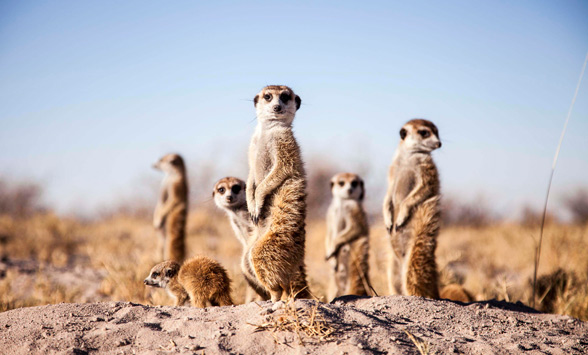 Meerkats on guard in the Kalahari Desert near Camp Kalahari