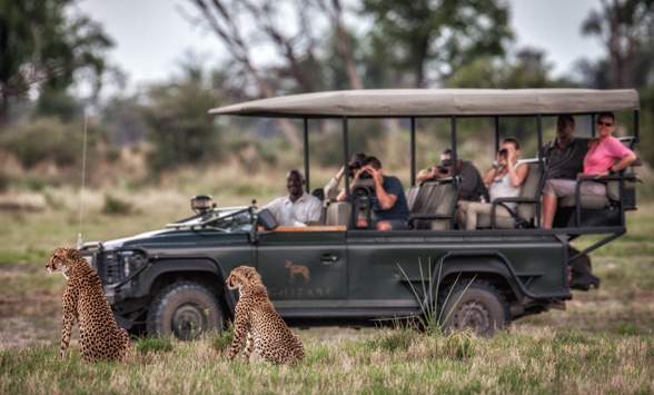 visitors on a game drive watching cheetahs in the Okavango Delta.
