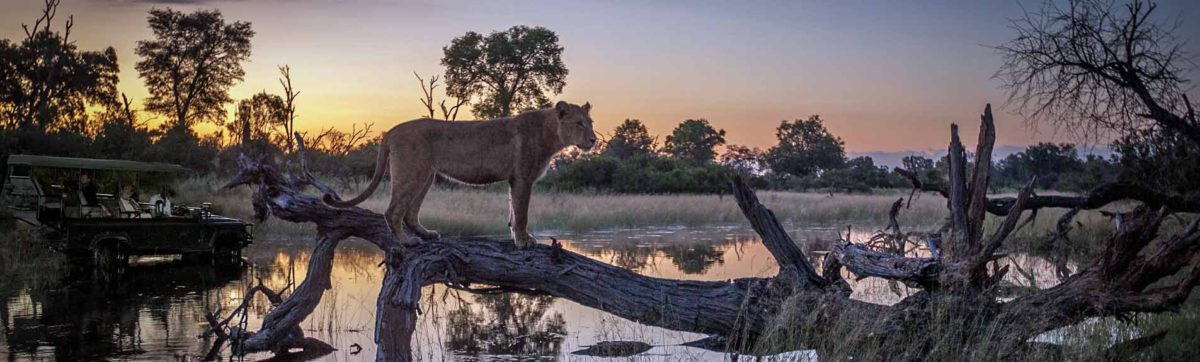 Lionesse silhouetted against spectacular Botswana sunset.