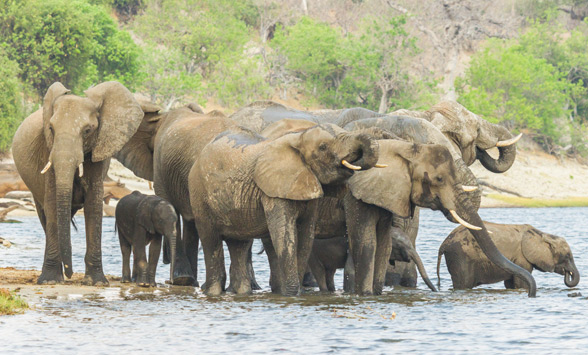 elephant drinking in the Chobe River in Botswana.