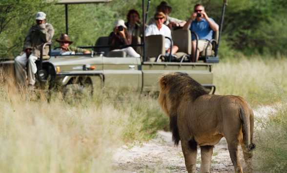 guest on a game drive watching a lone black maned kalahari lion.