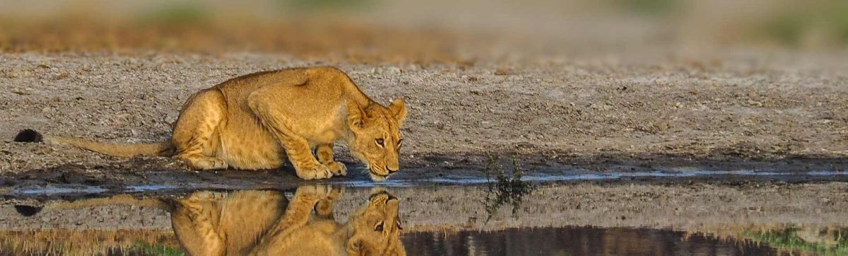 lone lioness drinking water from a channel with her reflection in the evening sunshine