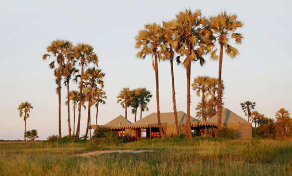 Jacks Tented camp nestled below the Ilala Palms in the Kalahari Desert.