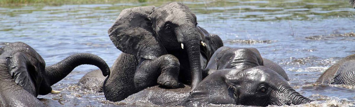 elephants playing in the water in Botswana.