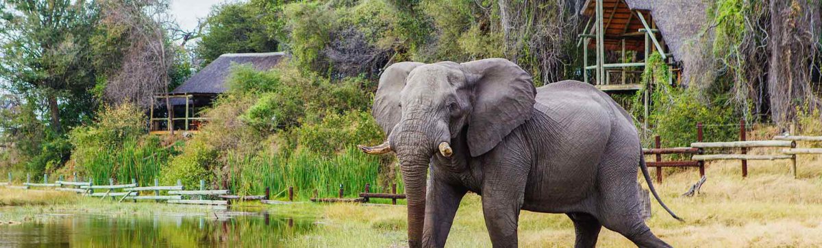 Elephant enjoying the waterhole outside the lodge buildings in Savute.