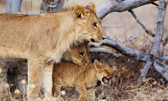 lioness walking with two playful cubs.