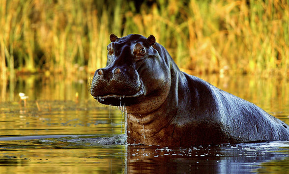 Hippo rising from the water in the Delta.