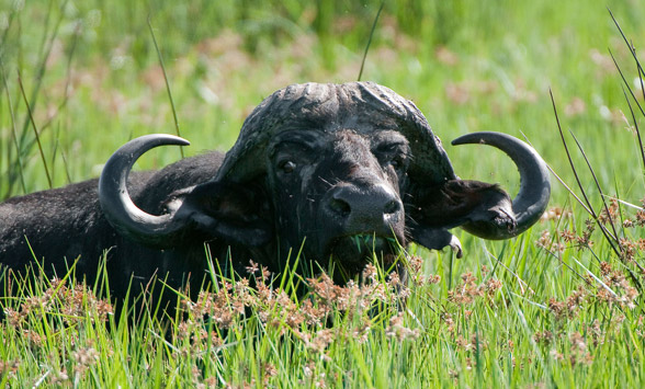 Buffalo peering through the reeds in the Delta, Botswana.